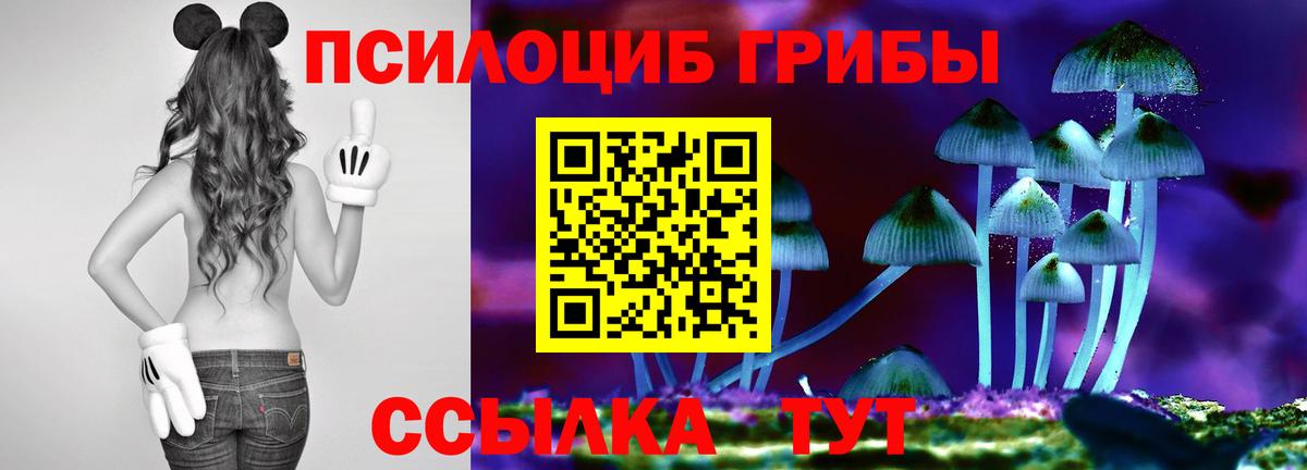 Псилоцибиновые грибы Psilocybine cubensis Баксан